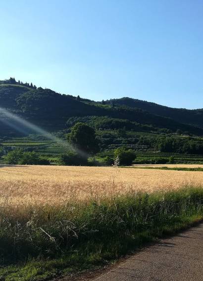 Cantina Muraro Severino Longare